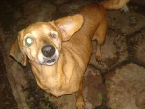 Cachorro raça SRD idade 6 ou mais anos nome Nanny 