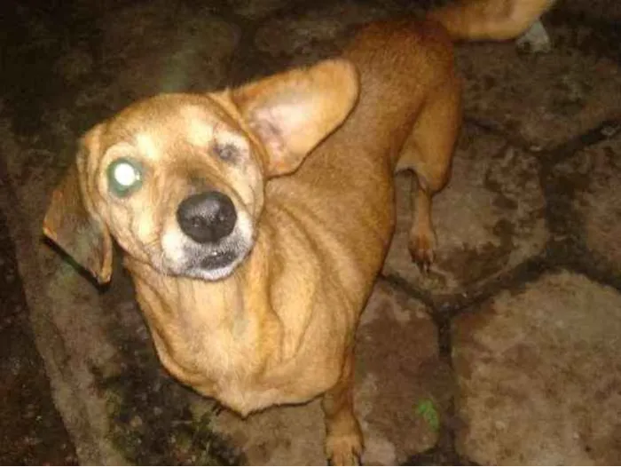 Cachorro ra a SRD idade 6 ou mais anos nome Nanny 