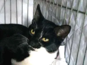 Gato raça Gato idade 2 a 6 meses nome Sem Nome