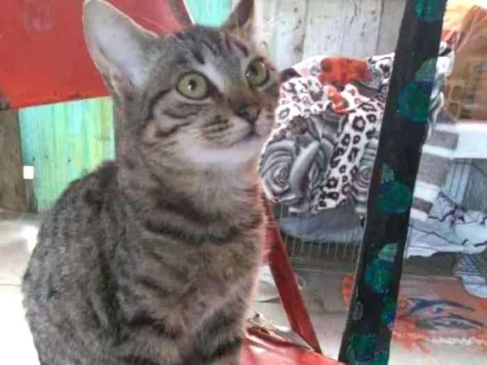 Gato ra a Gato idade 2 a 6 meses nome Sem Nome