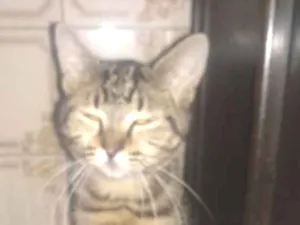 Gato raça SRD idade 2 a 6 meses nome Princesa