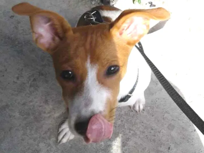 Cachorro ra a SRD idade 2 a 6 meses nome Amora