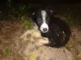 Foguinho
