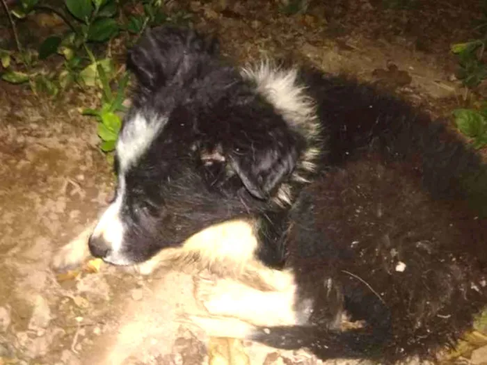 Cachorro ra a SRD idade 2 a 6 meses nome Foguinho 