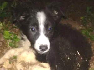Cachorro raça SRD idade 2 a 6 meses nome Foguinho 