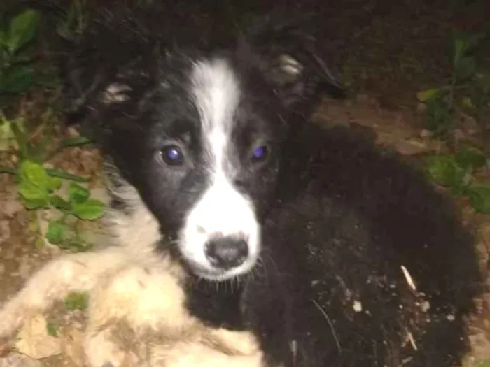 Cachorro ra a SRD idade 2 a 6 meses nome Foguinho 