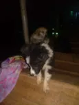 Foguinho