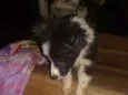Foguinho