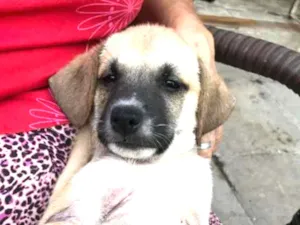 Cachorro raça  idade 2 a 6 meses nome Luna
