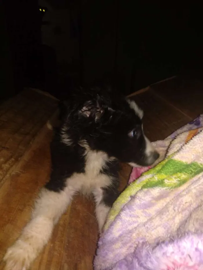 Cachorro ra a SRD idade 2 a 6 meses nome Foguinho 