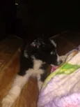 Foguinho