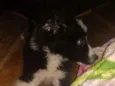 Foguinho