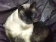 Mya