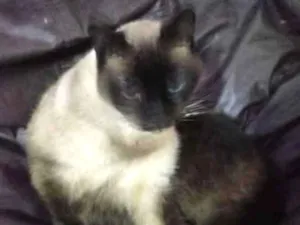 Gato raça Siames idade 6 ou mais anos nome Mya