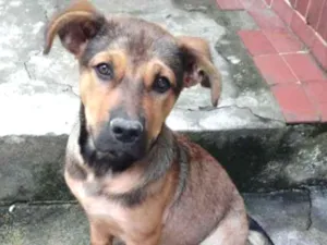 Cachorro raça Sem raça definida idade 2 a 6 meses nome Lilith