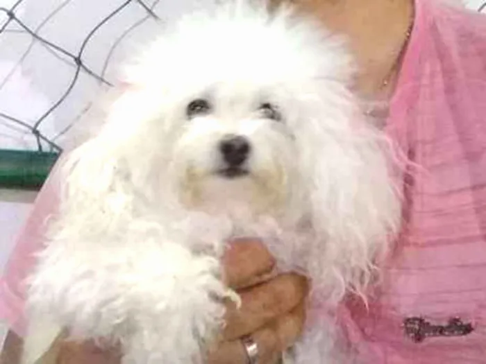 Cachorro ra a Poodle micro toy idade 5 anos nome Isabelinha