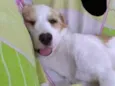 Bela