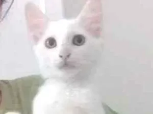 Gato raça  idade 2 a 6 meses nome Serafim e Moana
