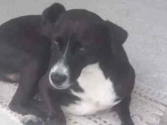 Cachorro ra a SRD idade 2 anos nome Tião