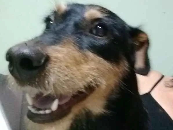 Cachorro ra a Srd idade 1 ano nome Preta