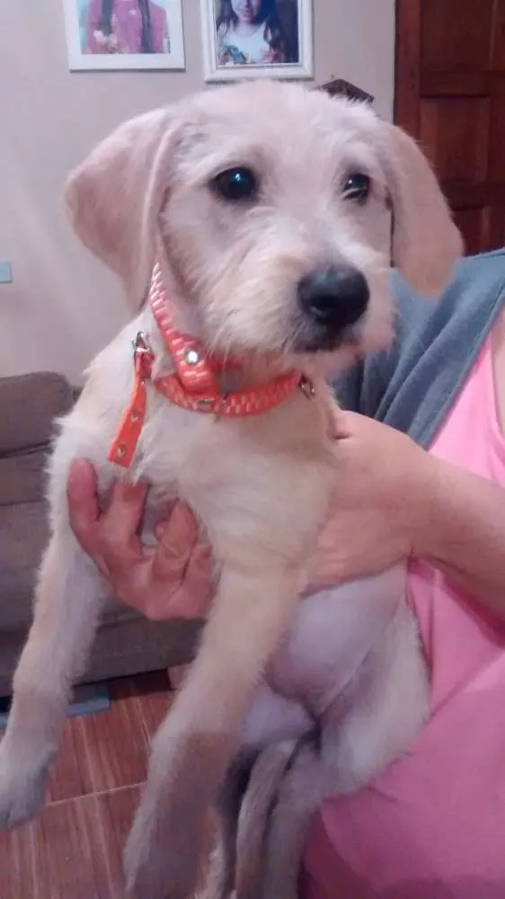 Cachorro ra a Indefinida idade 2 a 6 meses nome Lara