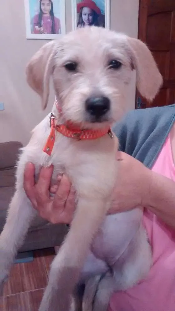 Cachorro ra a Indefinida idade 2 a 6 meses nome Lara