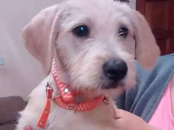 Cachorro ra a Indefinida idade 2 a 6 meses nome Lara
