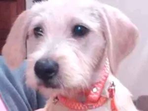 Cachorro raça Indefinida idade 2 a 6 meses nome Lara