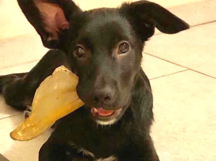 Cachorro raça SRD idade 7 a 11 meses nome Juca