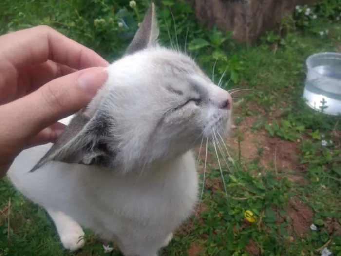 Gato raça SRD idade 2 a 6 meses nome Lazúli