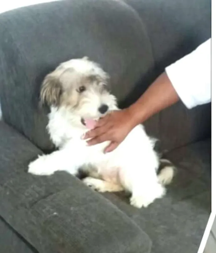 Cachorro ra a  idade 2 a 6 meses nome Dóris 