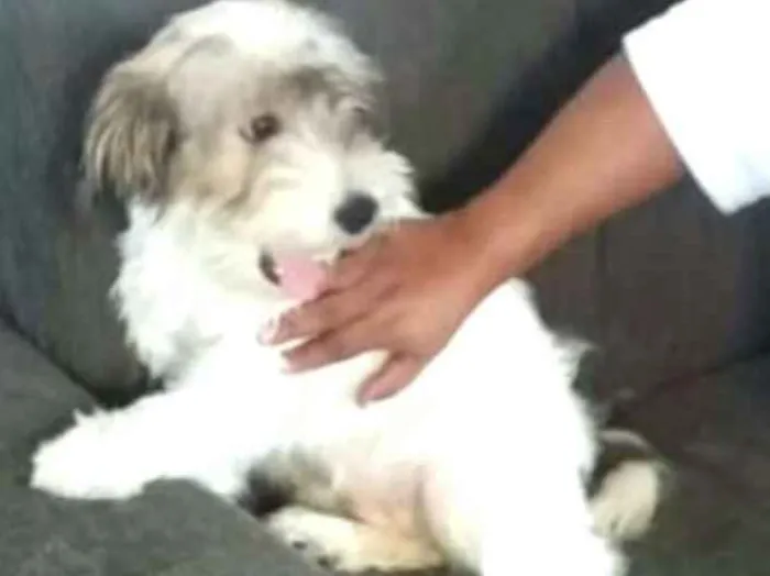 Cachorro ra a  idade 2 a 6 meses nome Dóris 