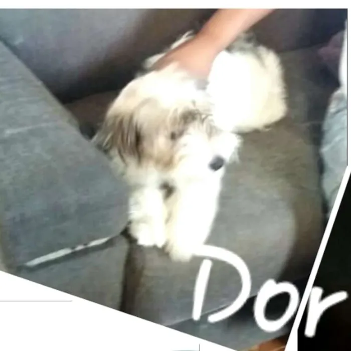 Cachorro ra a  idade 2 a 6 meses nome Dóris 