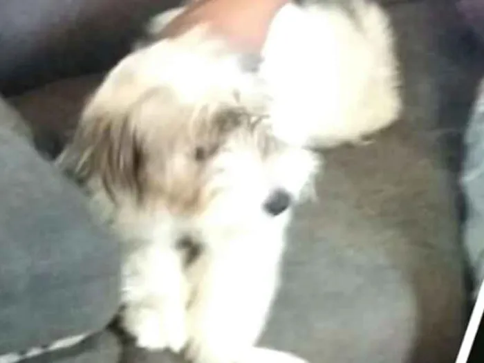 Cachorro ra a  idade 2 a 6 meses nome Dóris 