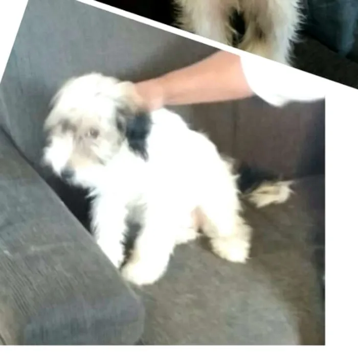 Cachorro ra a  idade 2 a 6 meses nome Dóris 