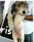 Dóris
