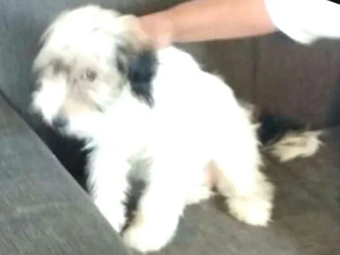 Cachorro ra a  idade 2 a 6 meses nome Dóris 