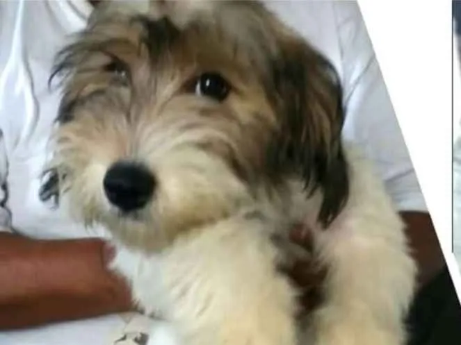 Cachorro ra a  idade 2 a 6 meses nome Dóris 
