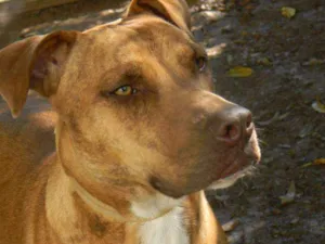 Cachorro raça Mix pit bull idade 1 ano nome Raika