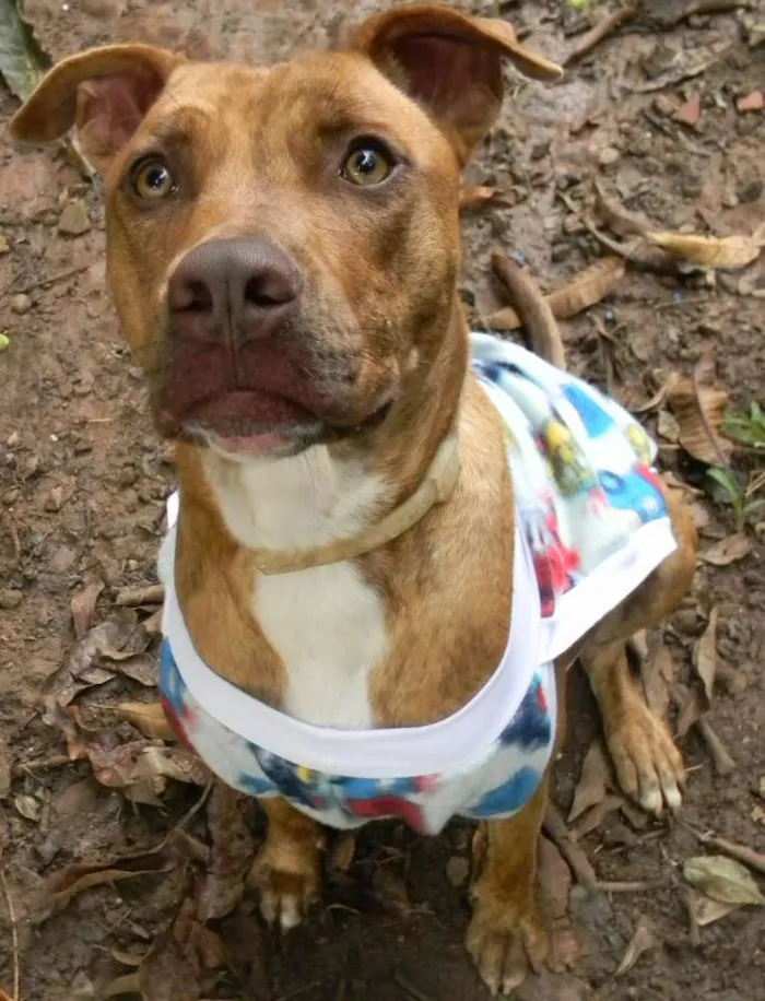 Cachorro ra a Mix pit bull idade 1 ano nome Raika
