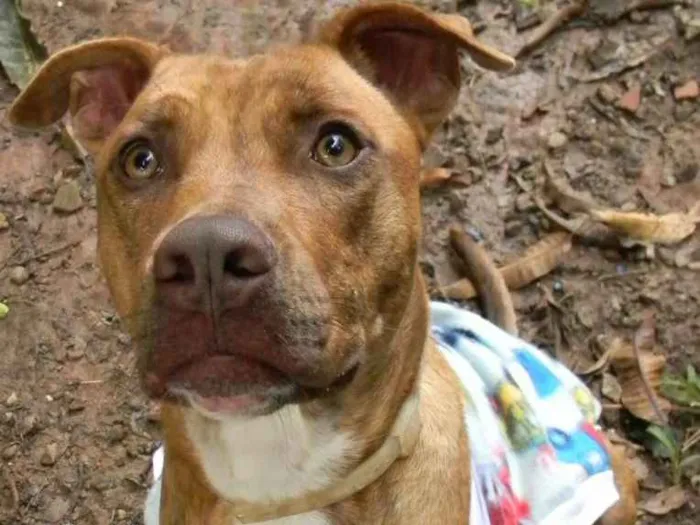 Cachorro ra a Mix pit bull idade 1 ano nome Raika