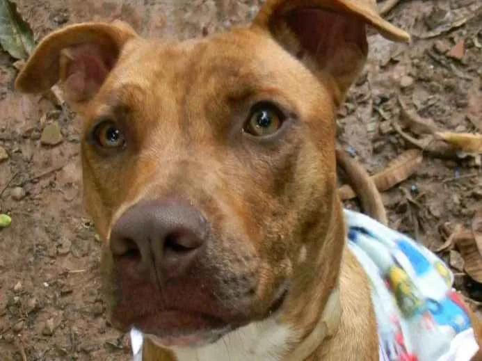 Cachorro ra a Mix pit bull idade 1 ano nome Raika