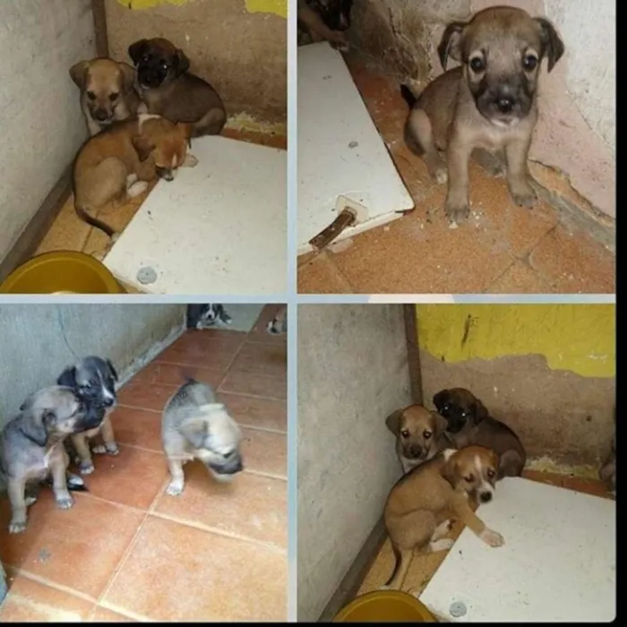 Cachorro raça Vira lata idade 2 a 6 meses nome Sem nomes
