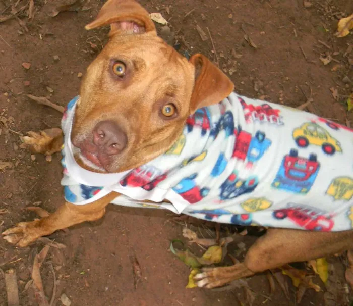 Cachorro ra a Mix pit bull idade 1 ano nome Raika