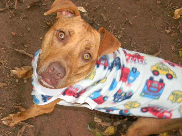 Cachorro ra a Mix pit bull idade 1 ano nome Raika