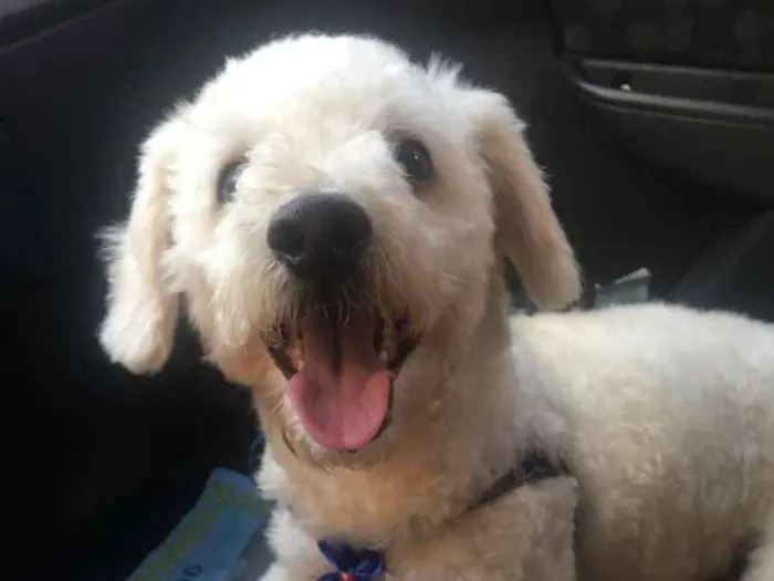 Cachorro ra a Poodle idade 1 ano nome Timão