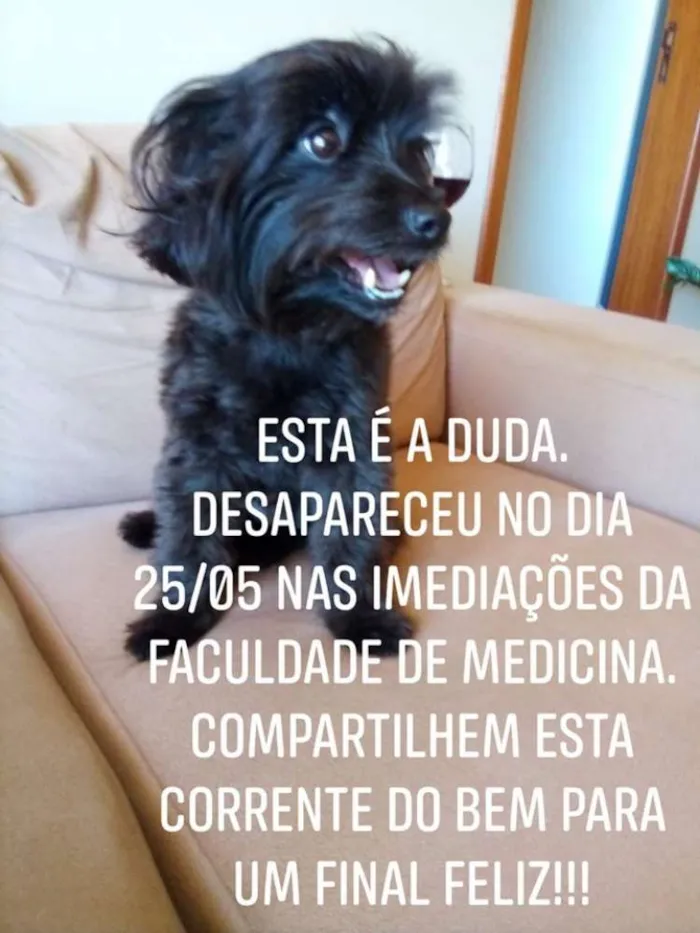 Cachorro ra a SRN idade 3 anos nome DUDA