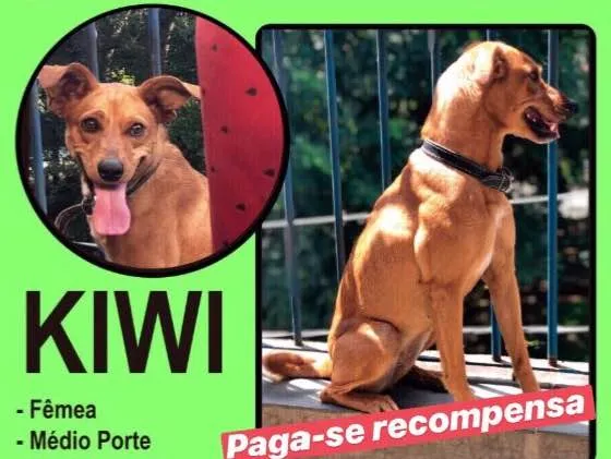 Cachorro ra a Sem raça definida idade 1 ano nome Kiwi