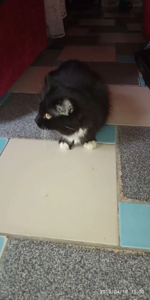 Gato raça Não definida idade 2 anos nome Lulu