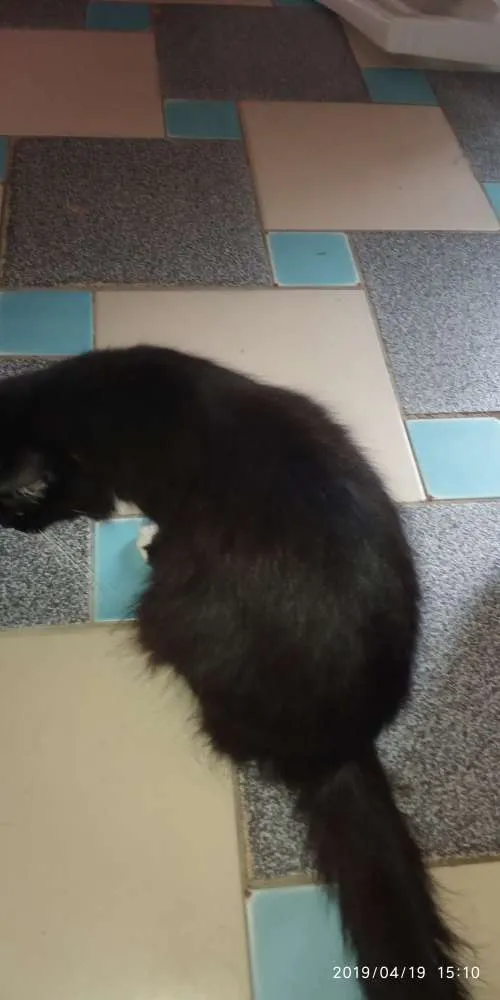 Gato raça Não definida idade 2 anos nome Lulu